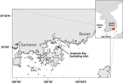 A Novel Parasitic, Syndinean Dinoflagellate Euduboscquella triangula Infecting the Tintinnid Helicostomella longa